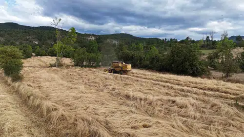 Kastamonu topraklarında 12 bin yıllık hasat heyecanı