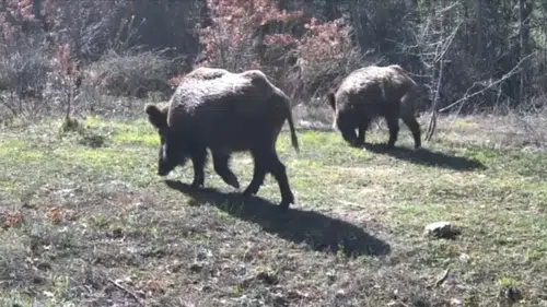 Akçakoca’da 6 köyde yaban domuzu avı başlıyor