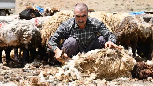 Şırnak yaylalarında koyunlar yaz hazırlığı için kırkılıyor