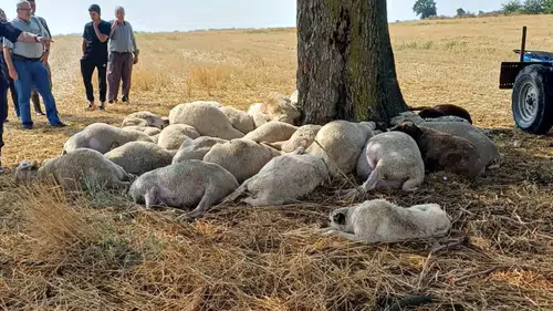 Edirne’de şiddetli yağışta ağaca yıldırım isabet etti 30 koyun telef oldu