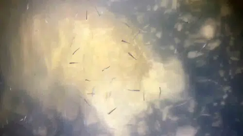 Van Gölü’nde yeni nesil inci kefalleri göle dönüyor