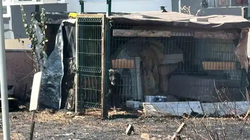 Çanakkale yolunda alevlerin arasında kalan köpek kurtarıldı