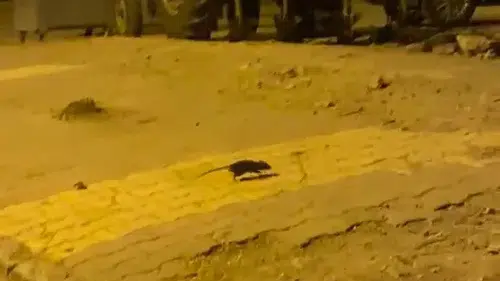 Adıyaman sokaklarını lağım fareleri bastı