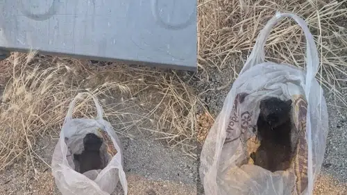 Çöp poşetinde ağzı bantlanmış halde ölüme terk edildi