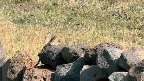 Iğdır'ın volkanik kayalıklarında nadir görülen misafirler belirdi