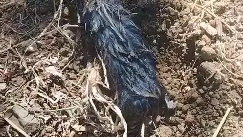 Elazığlı çiftçiyi şaşırtan yeraltı misafiri