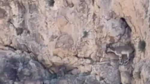 Malatya’nın yüksek yamaçlarında yaban keçileri kameraya yansıdı