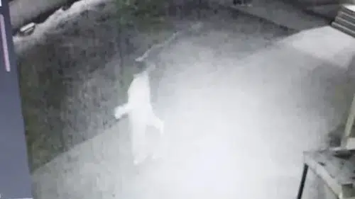 Kocaeli’de cami avlusunda uyarı yaptığı imam darbedildi