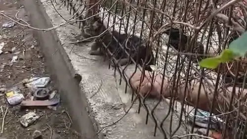 Kırıkkale'de korkuluklara sıkışan yavru kediyi ekipler kurtardı