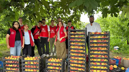 Gençler Çarşamba’daki şeftali bahçelerinde iş başı yaptı