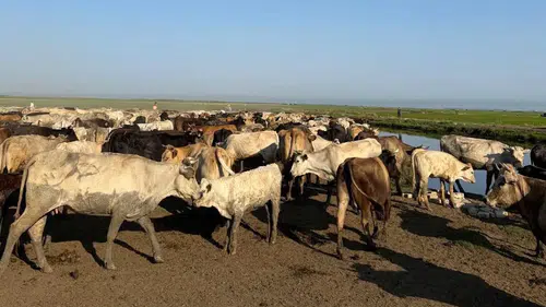 Edirne'de Gala Gölü suları yükselince inekler adada mahsur kaldı