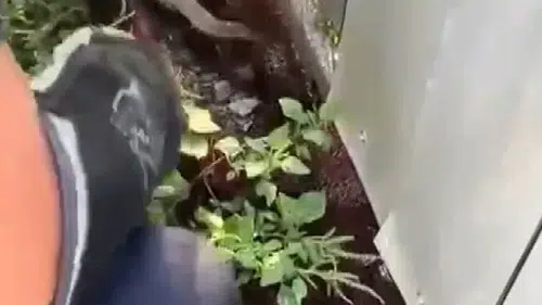 Hatayda yılanlar evlere girmeye başladı