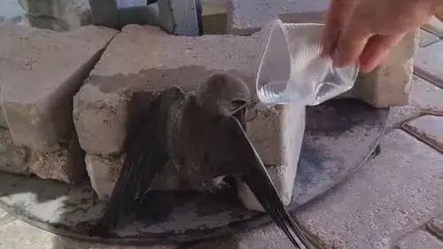 Elazığ’da kavurucu sıcaklar bir ebabil kuşunu yola düşürdü