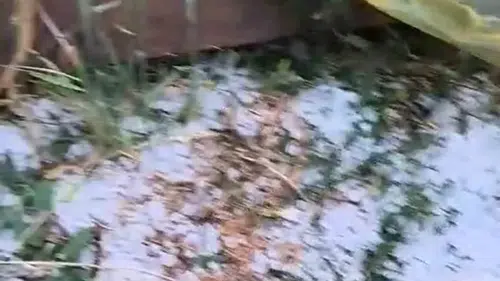 Edirne’de dolu yağışı kanola tarlalarını vurdu