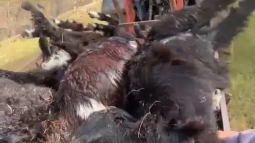 Isparta'da yayla felaketi Yıldırım düşen sürüden geriye 50 keçi kaldı