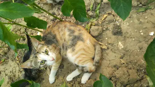 Burhaniye’de borunun içine hapsolan iki kedi kurtarıldı