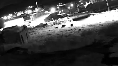 Ardahan’da gece vakti köy sokaklarını domuz sürüsü bastı