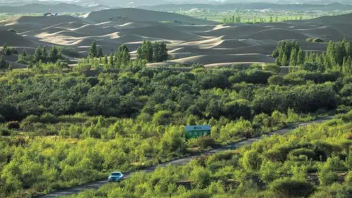 Çin’in devasa ağaçlandırma hamlesi: Yapay ormanlar işe yarıyor mu