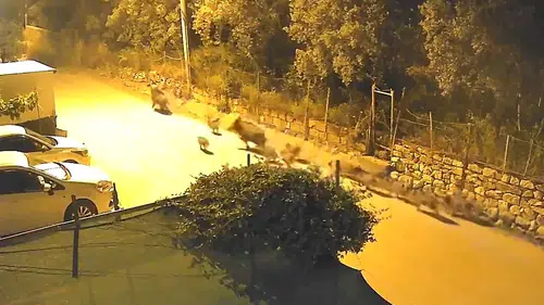 Bursa'nın merkezinde gece vakti domuz sürüsü paniği