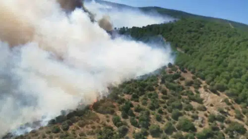 Yalova Armutlu’daki orman yangını kontrol altına alındı