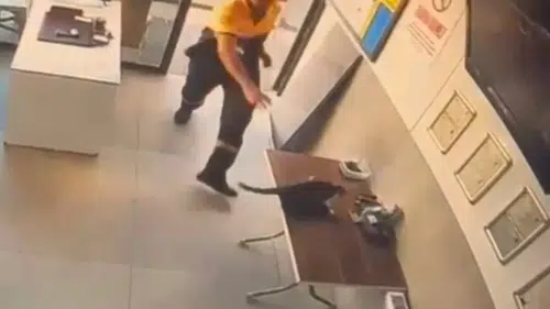 Kayseri'de iş yerinde kedi karga kavgası görevli müdahalesiyle bitti