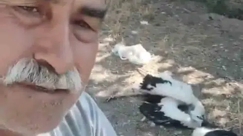 Çankırı'da bahçesindeki leylekleri ölü bulan adamın acı dolu anları