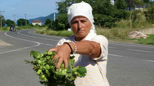 Ordu tezgahlarında taze fındık dönemi başladı