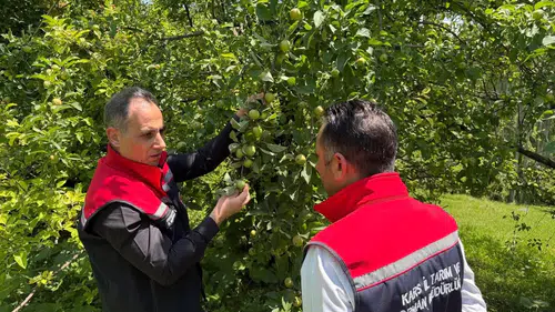 Sarıkamış'ta meyve hasadını ikiye katlayacak 5 kritik adım