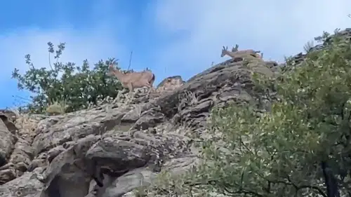Sivaslı dağ keçileri sarp kayalıklarda görüntülendi