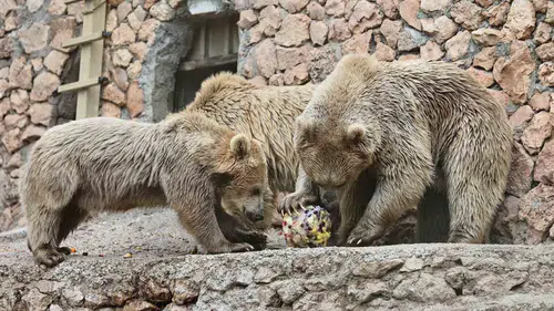 Antalya’daki ayılar aşırı sıcaklardan buzlu meyve kokteyliyle korunuyor