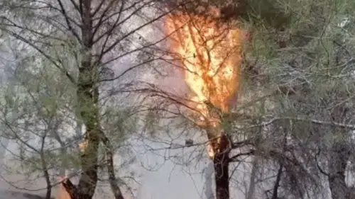 Ayvalık Çamoba’daki orman yangını başarıyla söndürüldü