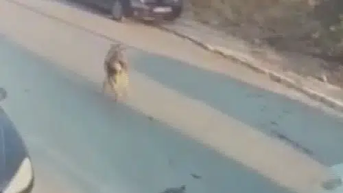 Silivri'de köpeklerin üzerine aracını süren sürücü cezaevine gönderildi