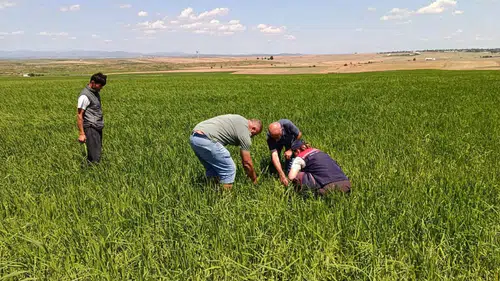 İpsala’da dolu vurdu çiftçinin gözü hasar tespitinde
