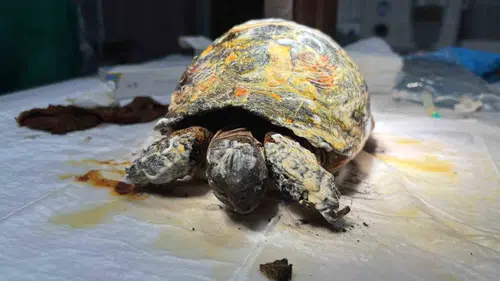 Bilecik'teki yangından kurtarılan kaplumbağa tedavi ediliyor