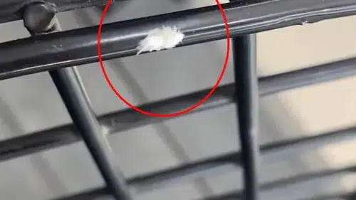 İnegöl’de görülen gizemli böcek şaşkınlık yarattı