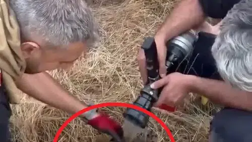 Lice alevlerine müdahale eden ekipler bir kaplumbağayı kurtardı