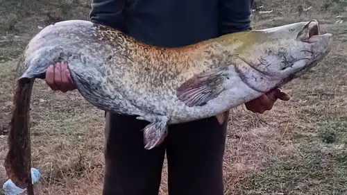 Kırklareli barajında dev yayın balığı heyecanı