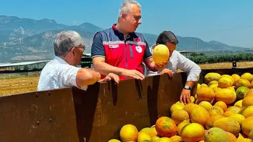 Kırıkhan’ın tescilli kavunu tarladan sofralara inmeye başladı