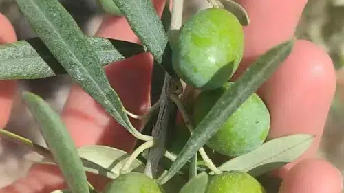 Didimli zeytin üreticileri için sinek alarmı verildi