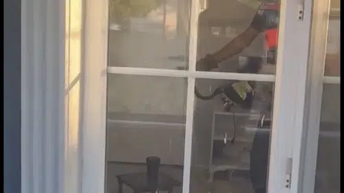 Düzce'de evine yılan giren aile büyük panik yaşadı