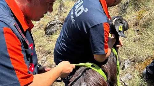 Burdur Bucak'ta mahsur kalan sürüyü AFAD ekipleri kurtardı