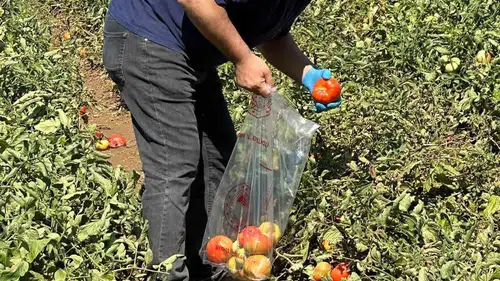 Aydın’da domates tarlalarında ilaç denetimi dönemi başladı