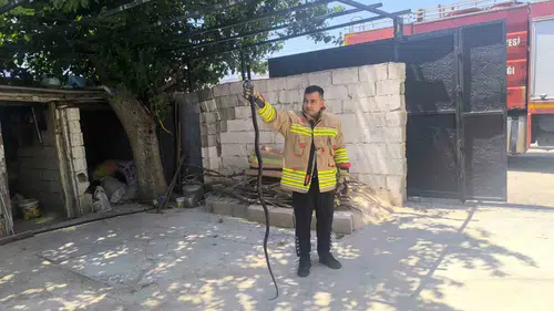 Hatayda bahçeye giren yılanlar ev sakinlerini korkuttu