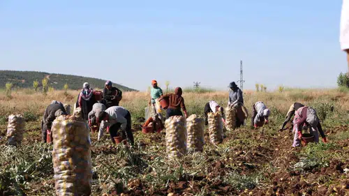 Sandıklı patatesinde yüzleri güldüren fiyat artışı