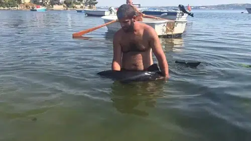Erdek kıyısında mahsur kalan yavru yunus için seferberlik