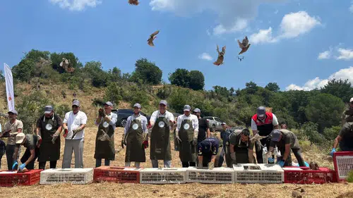 Balıkesir Havran’da doğaya yeni misafirler bırakıldı
