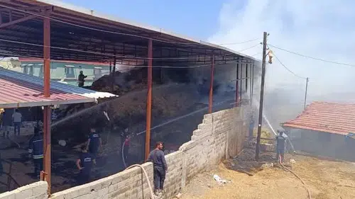 Hatay’daki çiftlik yangını küçükbaş hayvancılığı vurdu