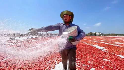 Torbalı tarlalarında hasat zamanı Domatesler dünyaya ihraç ediliyor