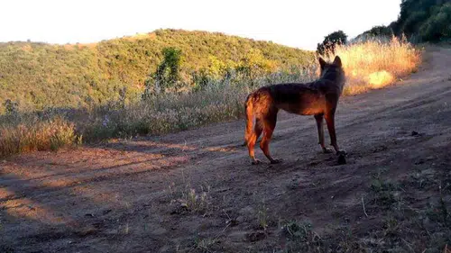 Ganos Dağı’nın gizli sakinleri kameralara yakalandı