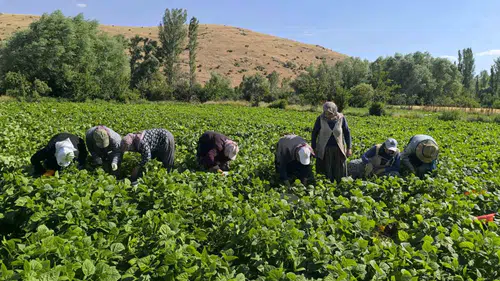Şuhut tarlalarında fasulye bereketi başladı